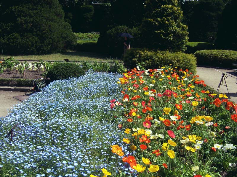 Blue and Orange flowers.jpg